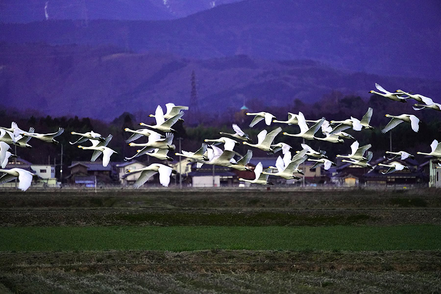 https://www.acrowass.com/ookinikyoto/photo/kohakucyo51.jpg