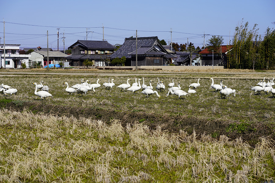https://www.acrowass.com/ookinikyoto/photo/kohakucyo62.jpg