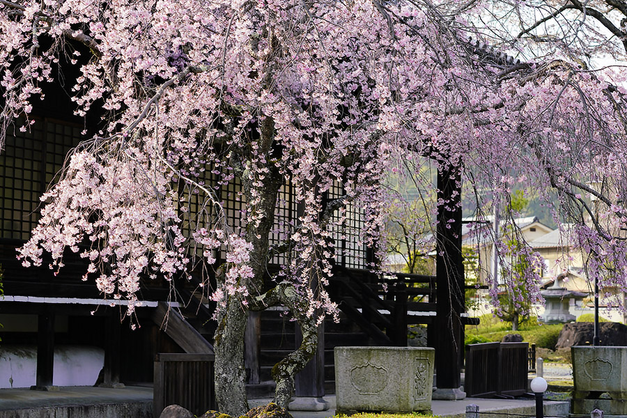 https://www.acrowass.com/ookinikyoto/photo/mansyuin.jpg