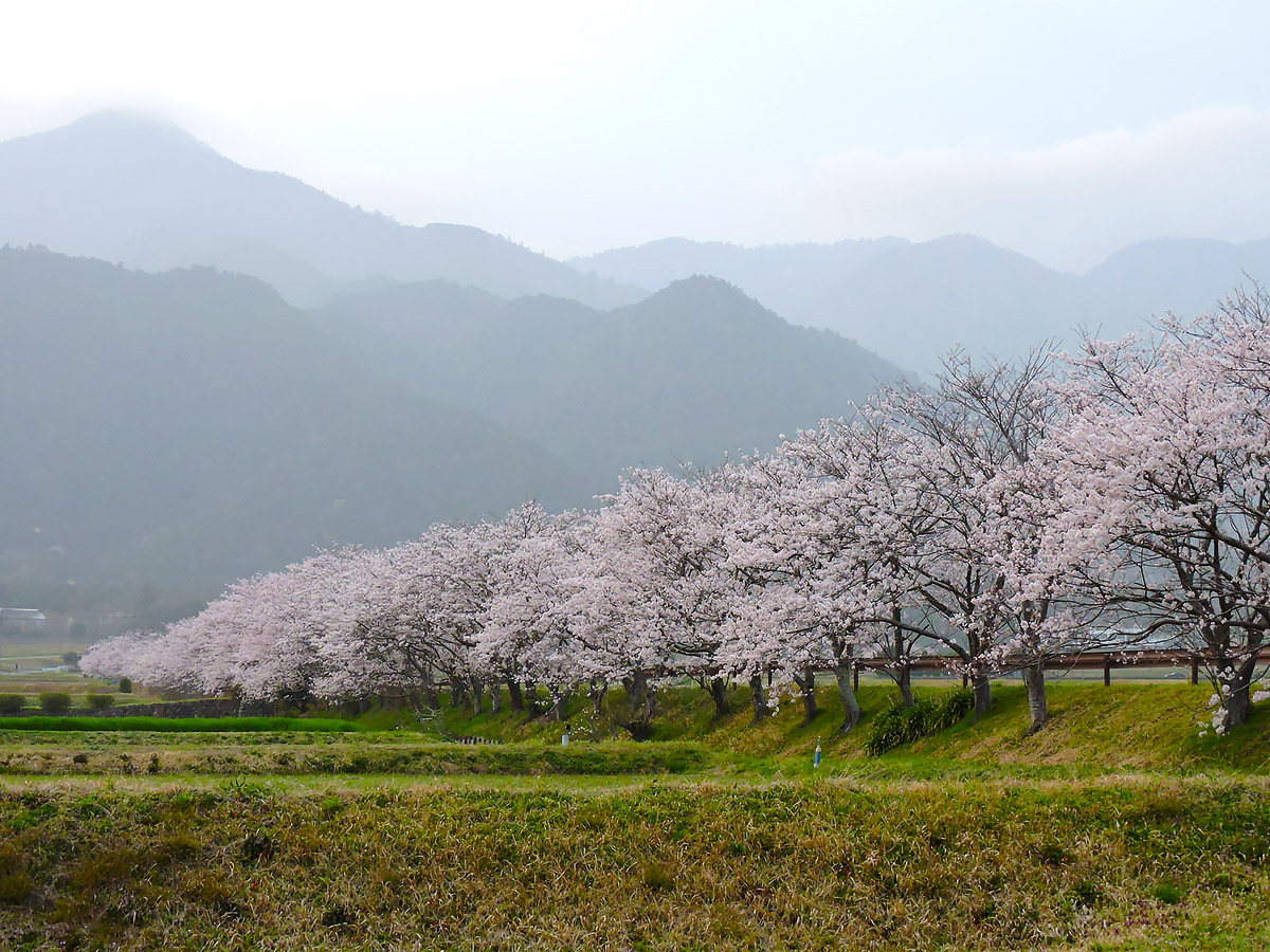 https://www.acrowass.com/ookinikyoto/photo/minamihira.jpg