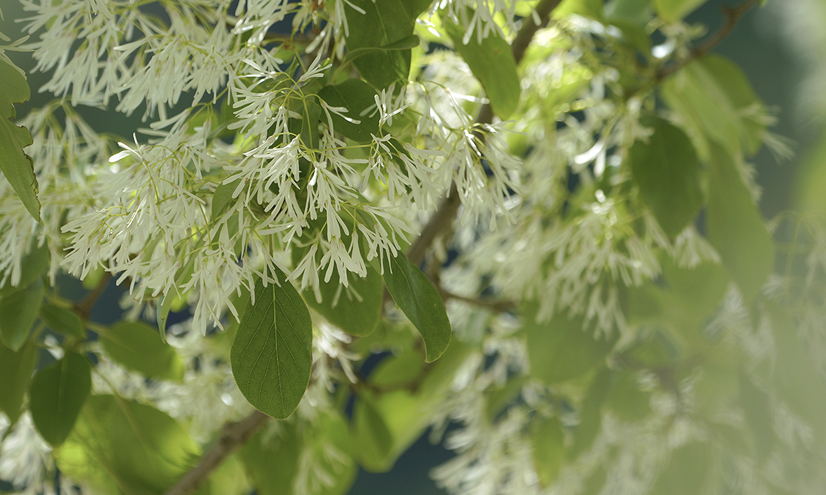 https://www.acrowass.com/ookinikyoto/photo/nannjyamonnjya2.jpg