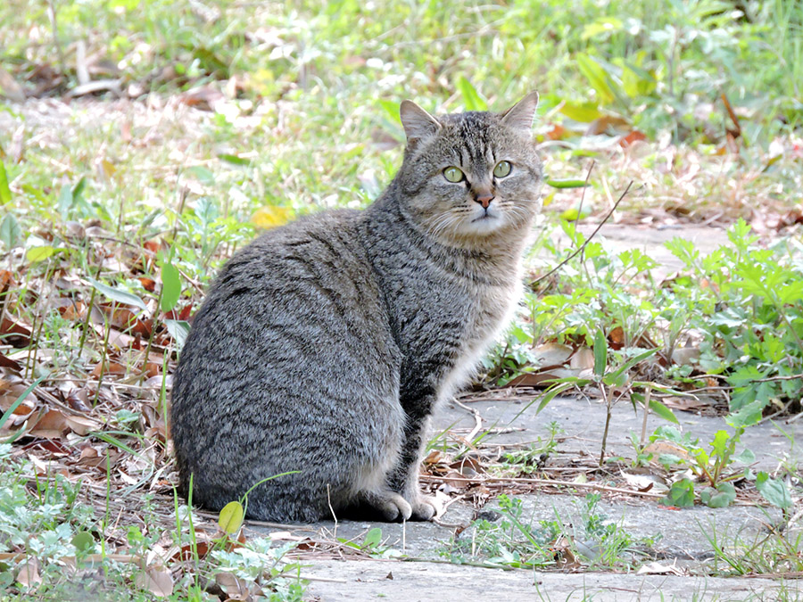 https://www.acrowass.com/ookinikyoto/photo/neko15.jpg