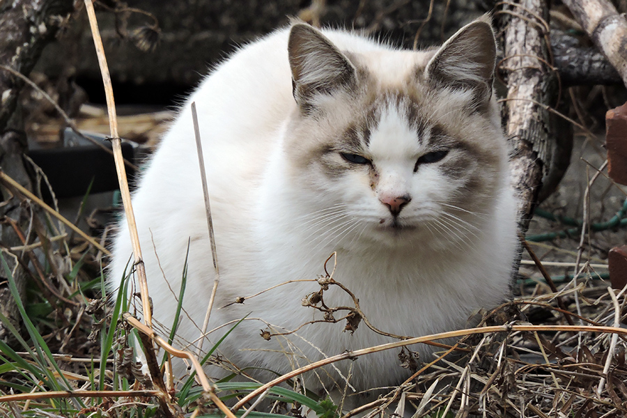 https://www.acrowass.com/ookinikyoto/photo/neko4.jpg