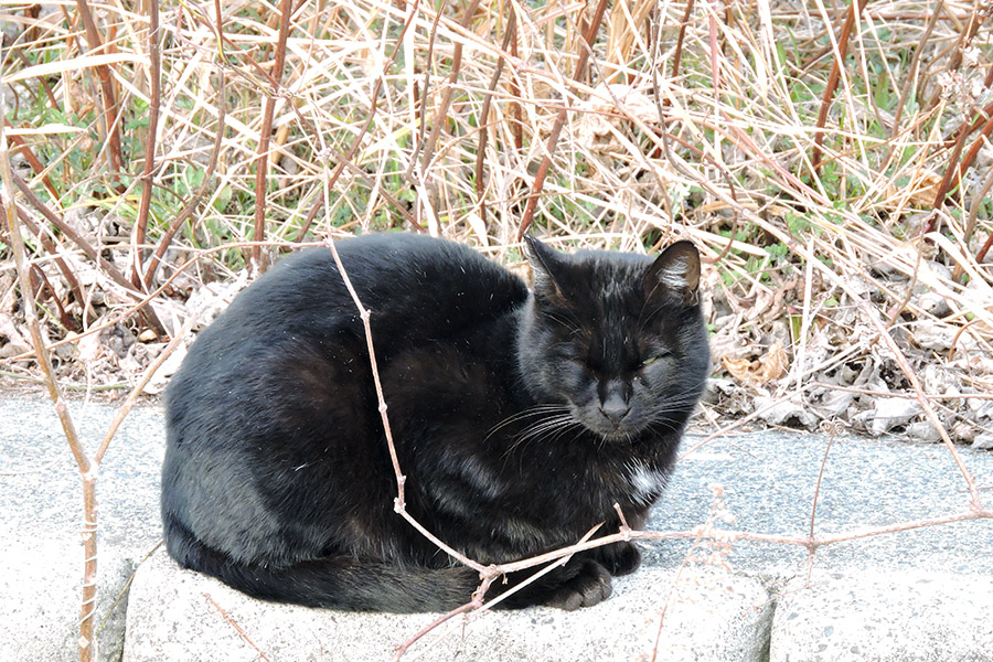 https://www.acrowass.com/ookinikyoto/photo/neko5.jpg
