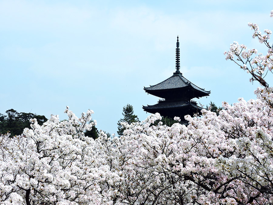 https://www.acrowass.com/ookinikyoto/photo/omuro1.jpg