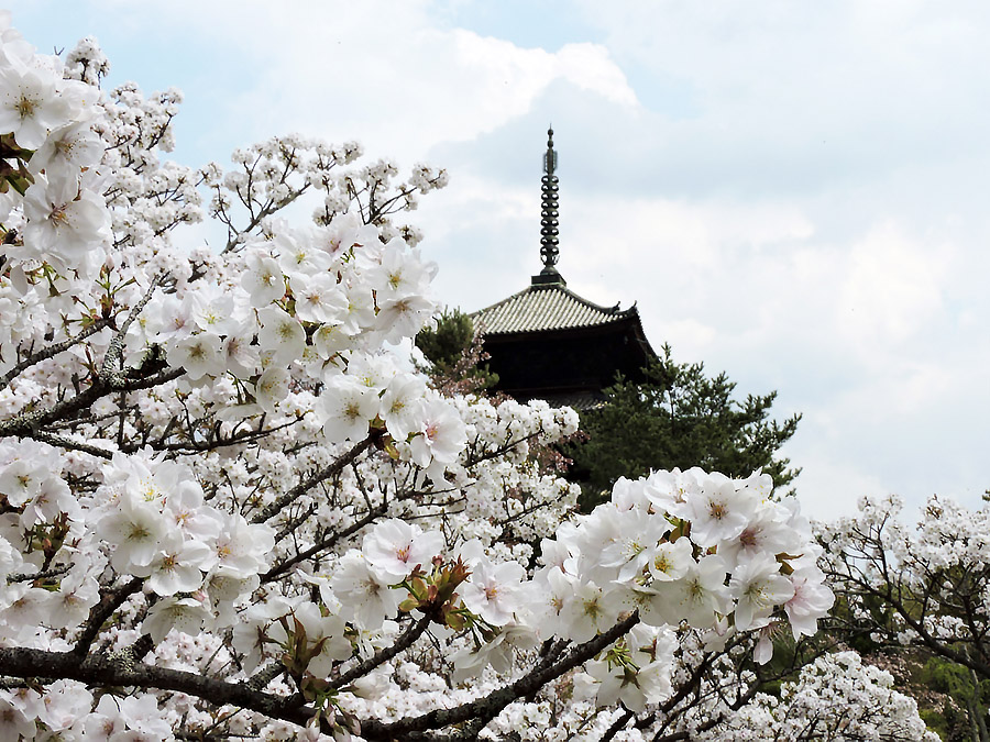 https://www.acrowass.com/ookinikyoto/photo/omuro2.jpg