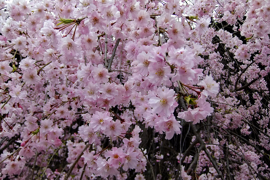 https://www.acrowass.com/ookinikyoto/photo/rituhonji2.jpg
