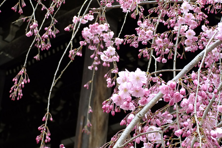 https://www.acrowass.com/ookinikyoto/photo/rituhonji3.jpg
