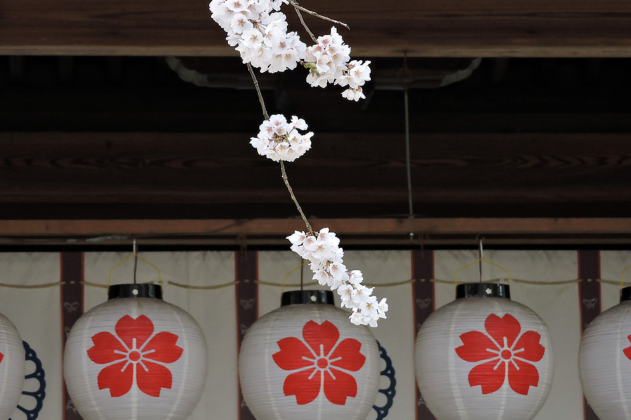https://www.acrowass.com/ookinikyoto/photo/sakigakesakura.jpg