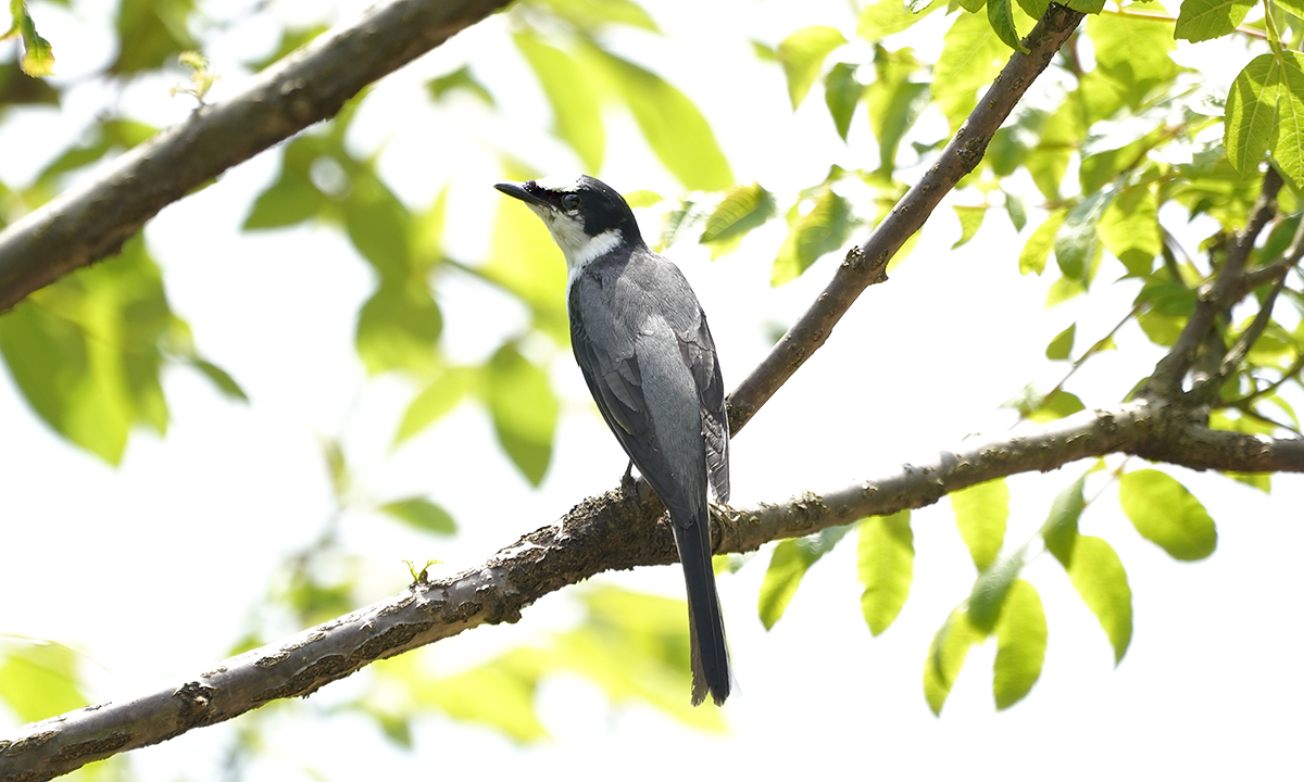 https://www.acrowass.com/ookinikyoto/photo/sannsyukui_1.jpg