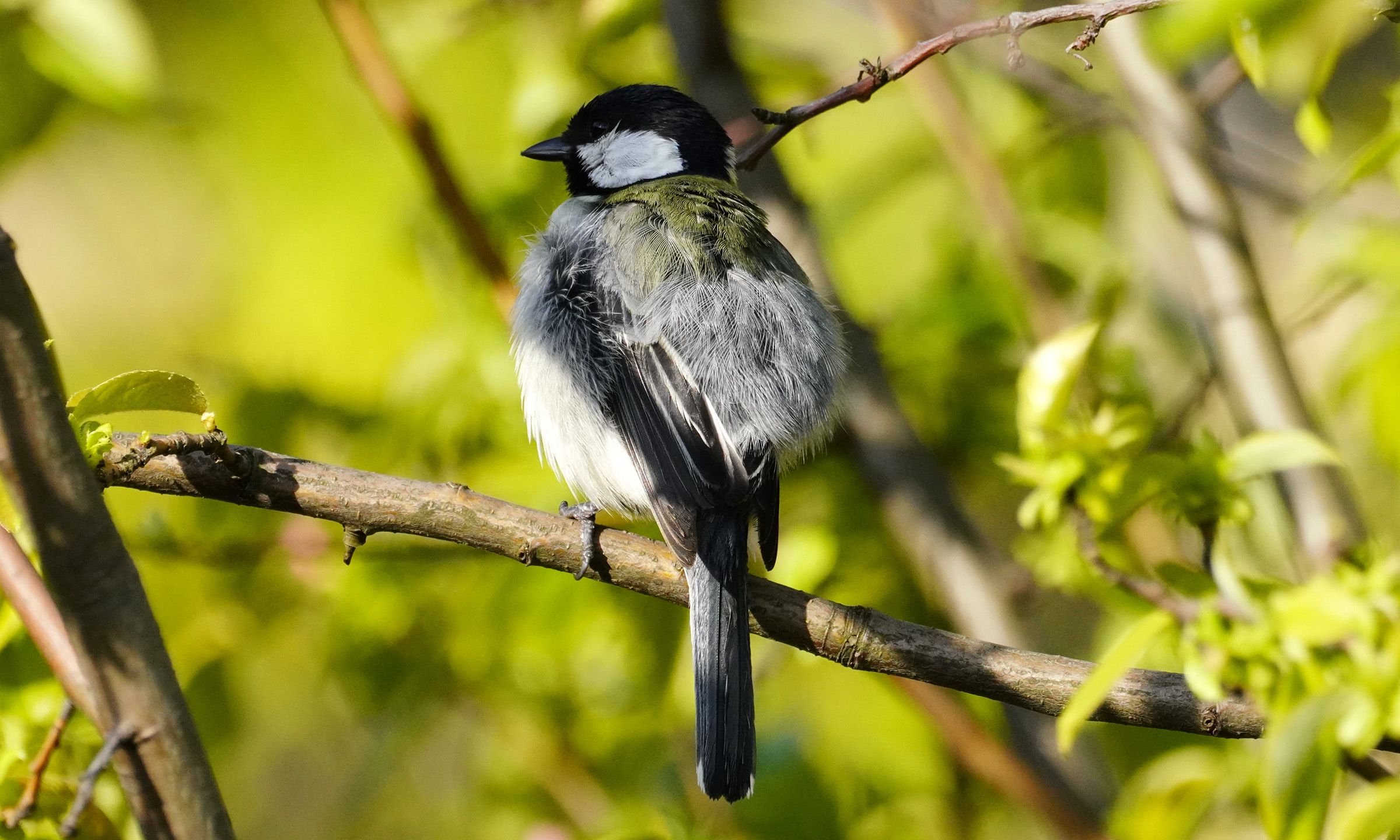 https://www.acrowass.com/ookinikyoto/photo/shijyukara.jpg