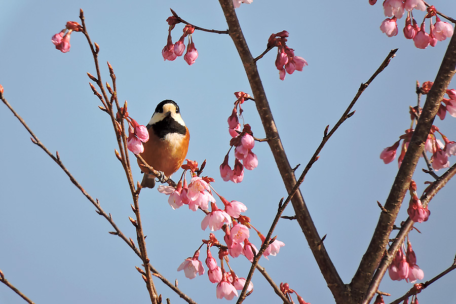 https://www.acrowass.com/ookinikyoto/photo/yamagara.jpg