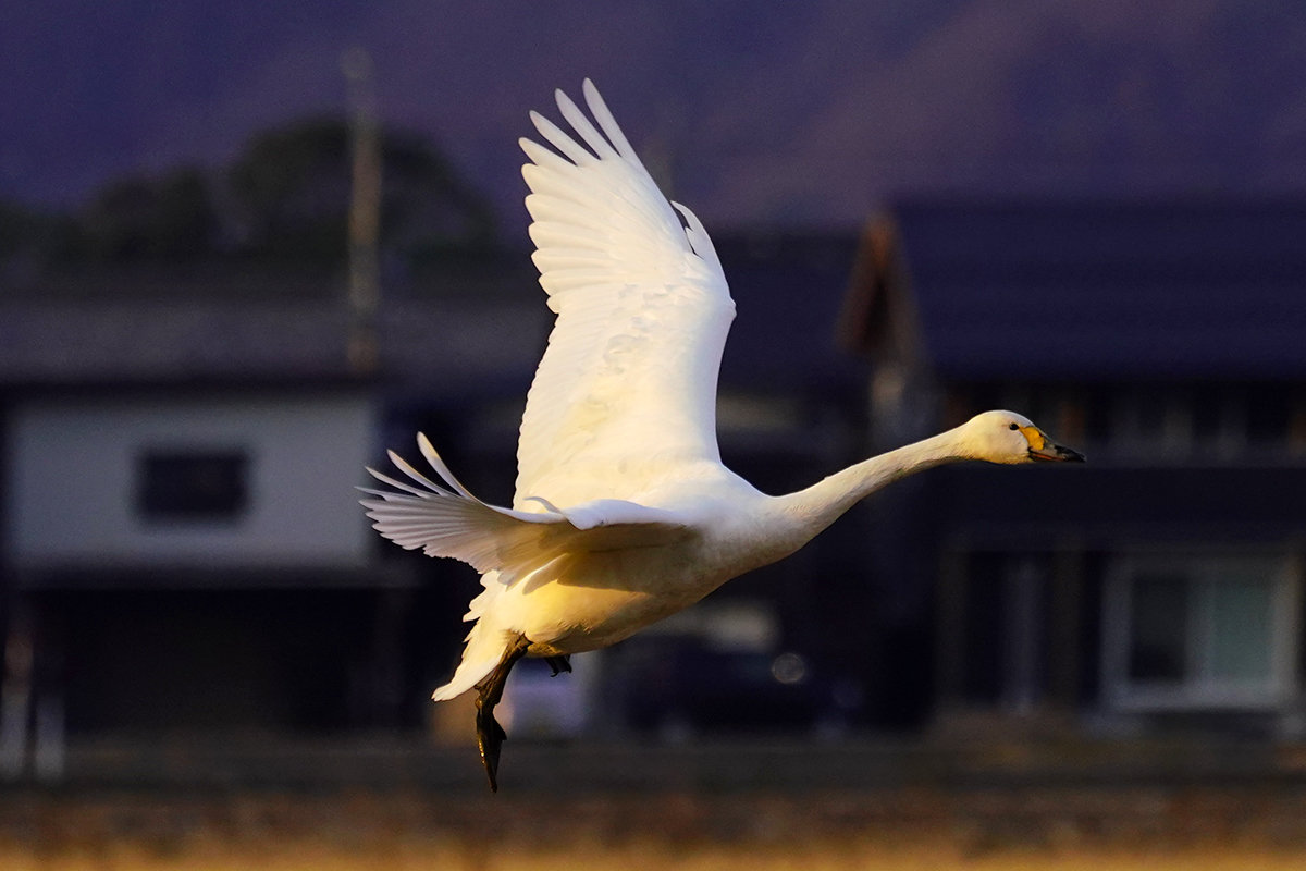 夕陽に浮かぶコハクチョウ