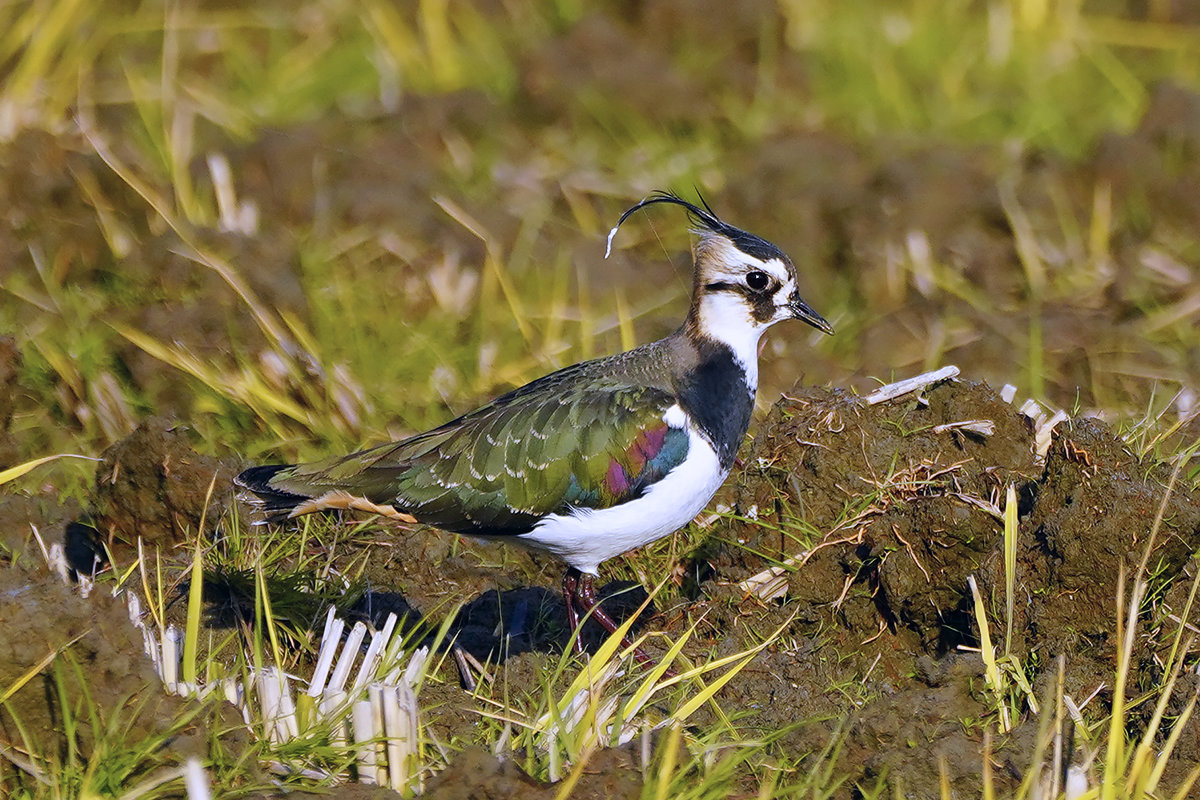 タゲリ　Lapwing