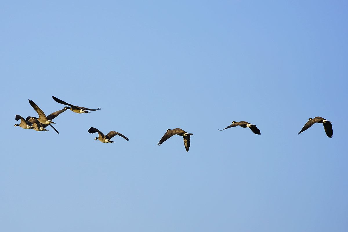 シジュウカラガン　湖北
