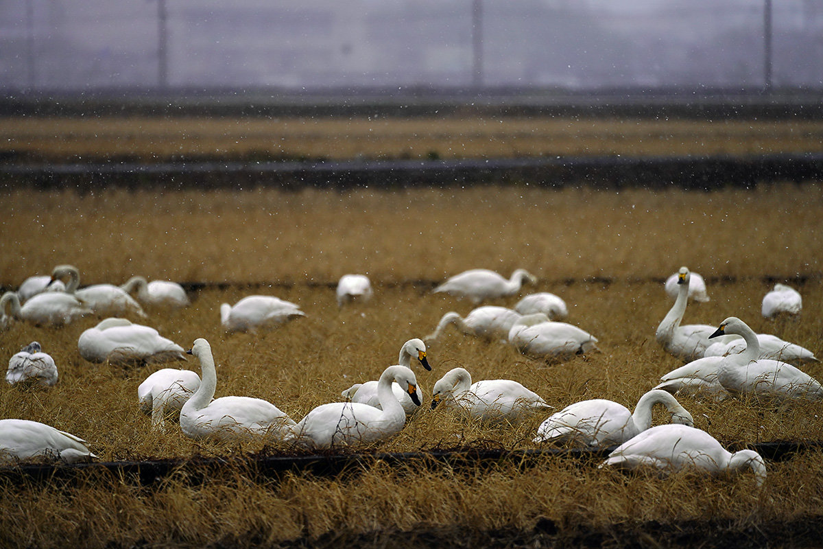コハクチョウ　湖北　琵琶湖　Tundra swan