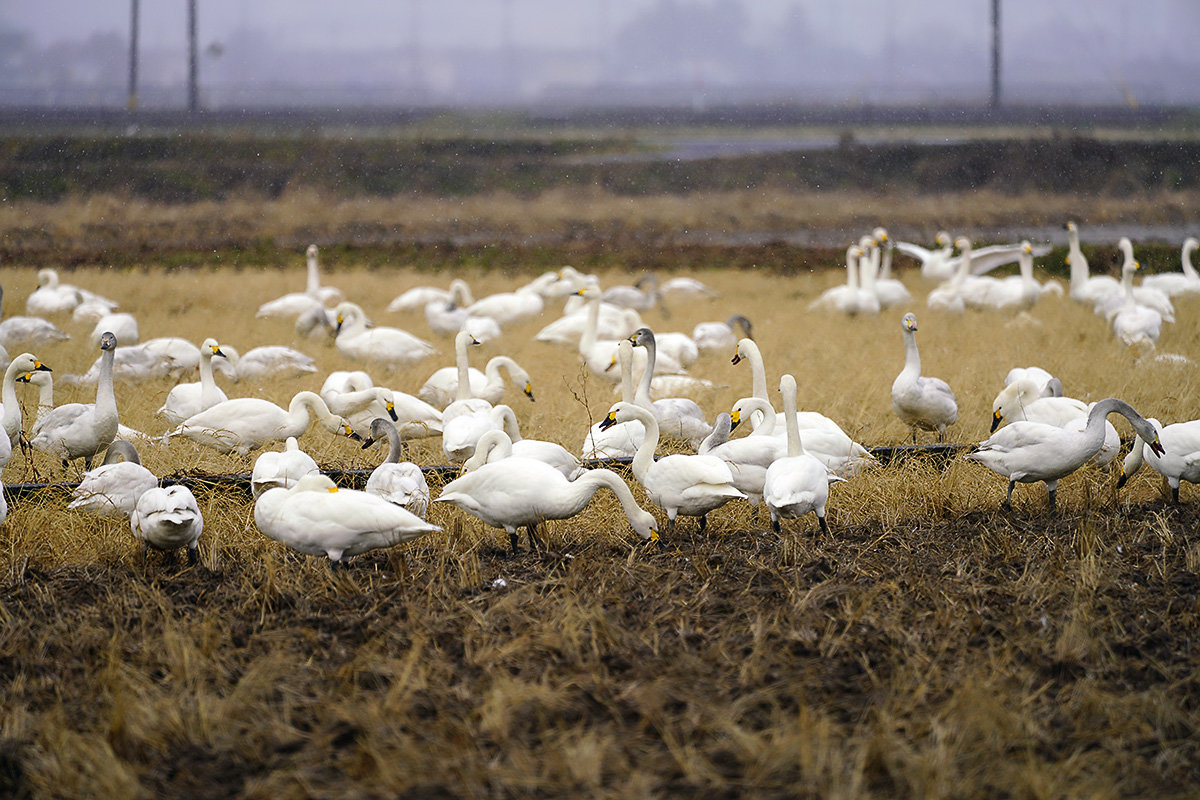 コハクチョウ　湖北　琵琶湖　Tundra swan