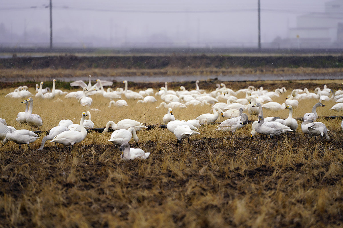 コハクチョウ　湖北　琵琶湖　Tundra swan