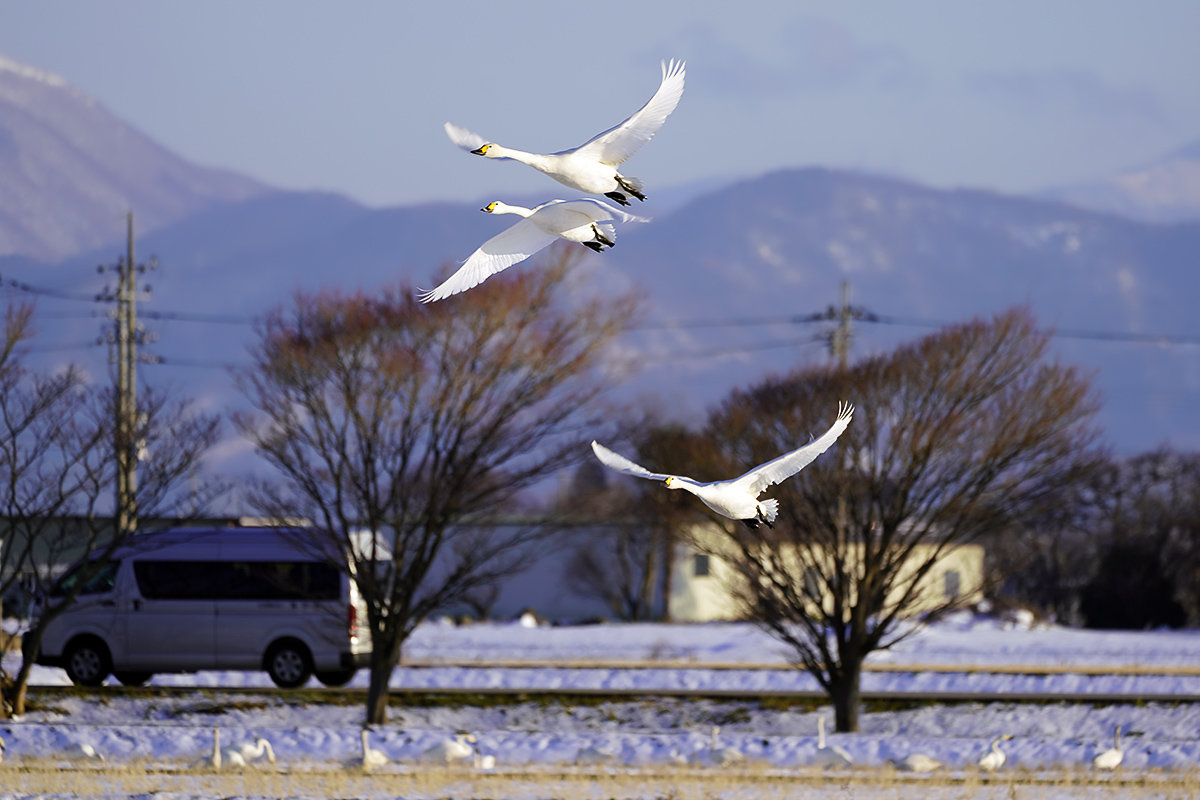 コハクチョウ　湖北　琵琶湖　Tundra swan