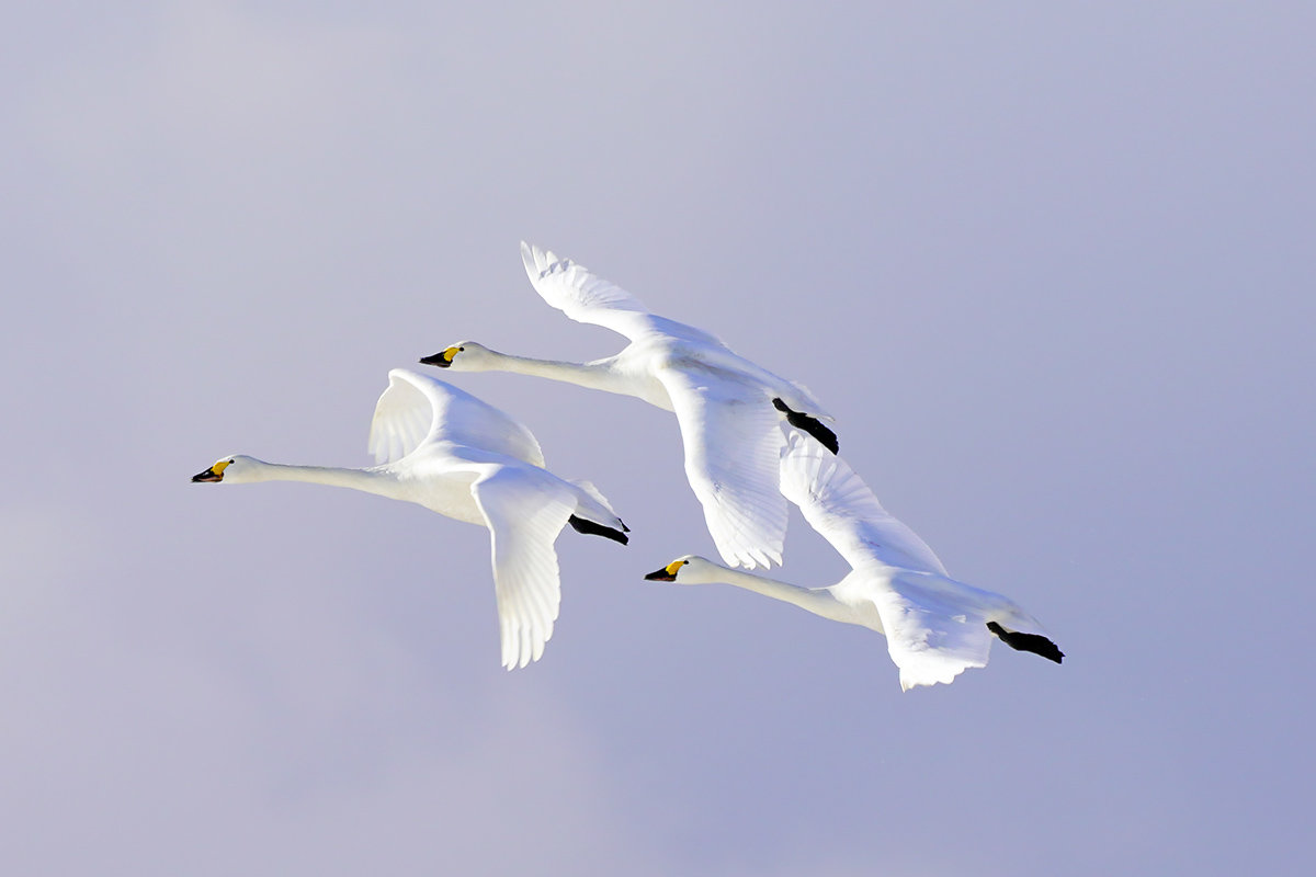 コハクチョウ　湖北　琵琶湖　Tundra swan