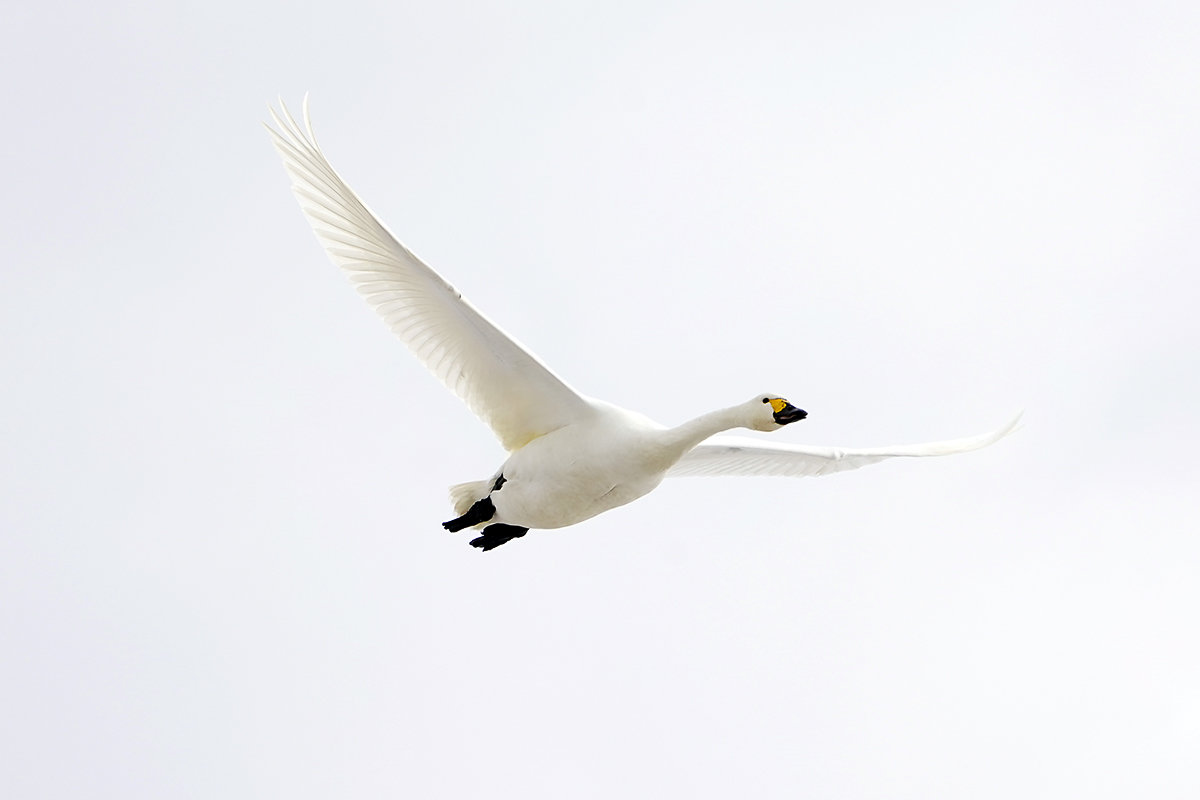 コハクチョウ　湖北　琵琶湖　Tundra swan