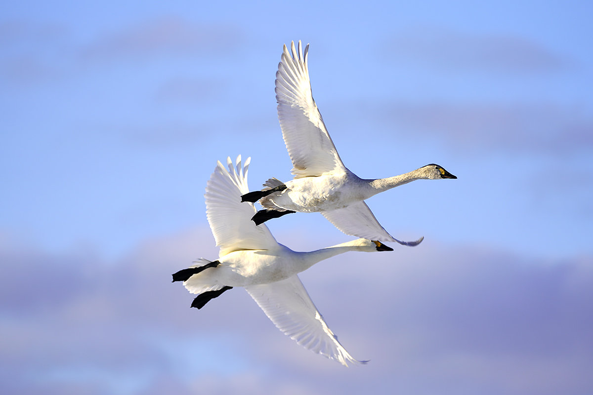 コハクチョウ　湖北　琵琶湖　Tundra swan
