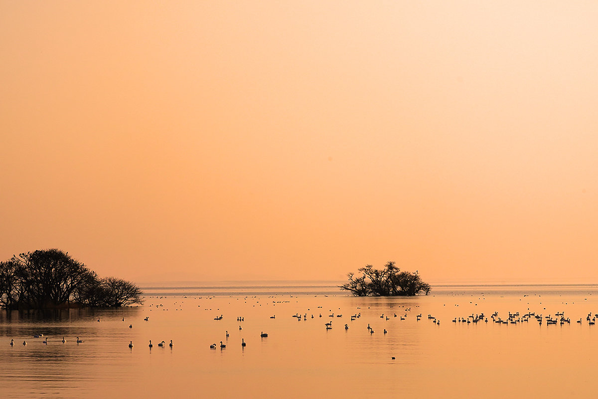 コハクチョウ　湖北　琵琶湖　Tundra swan　湖北の夕景