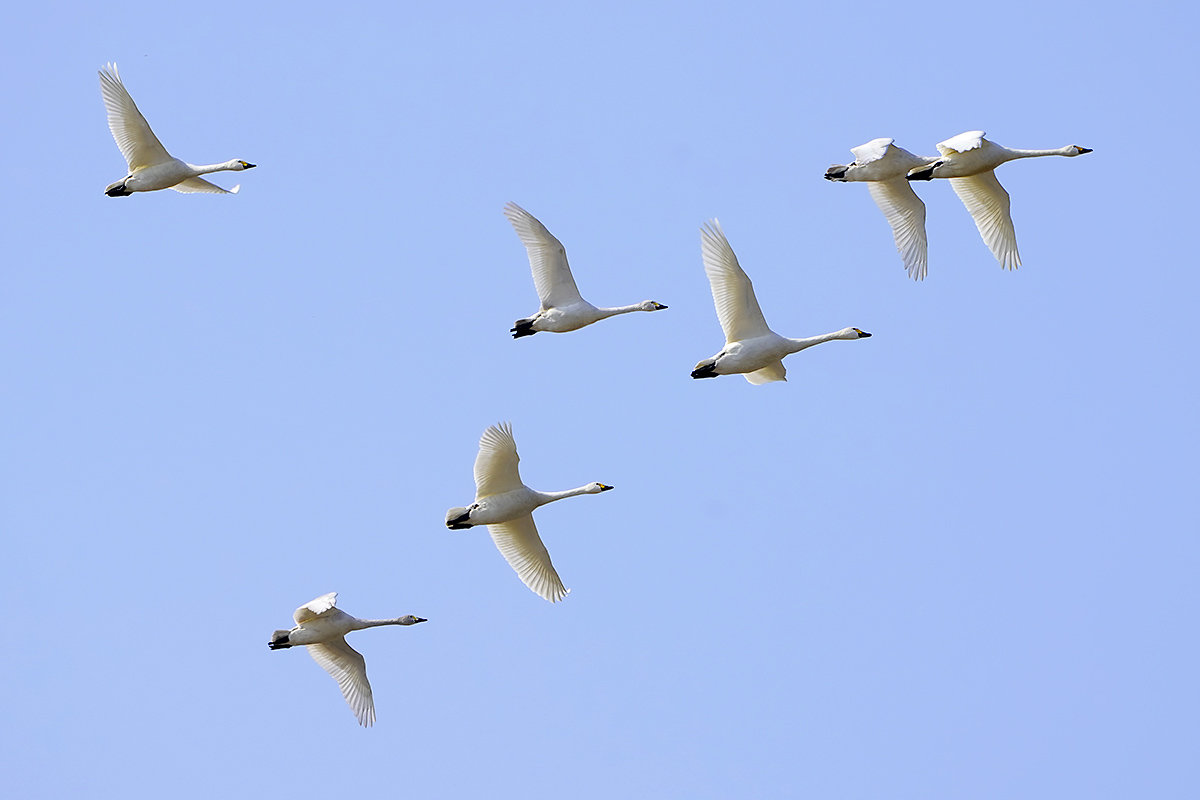 コハクチョウ　湖北　琵琶湖　Tundra swan