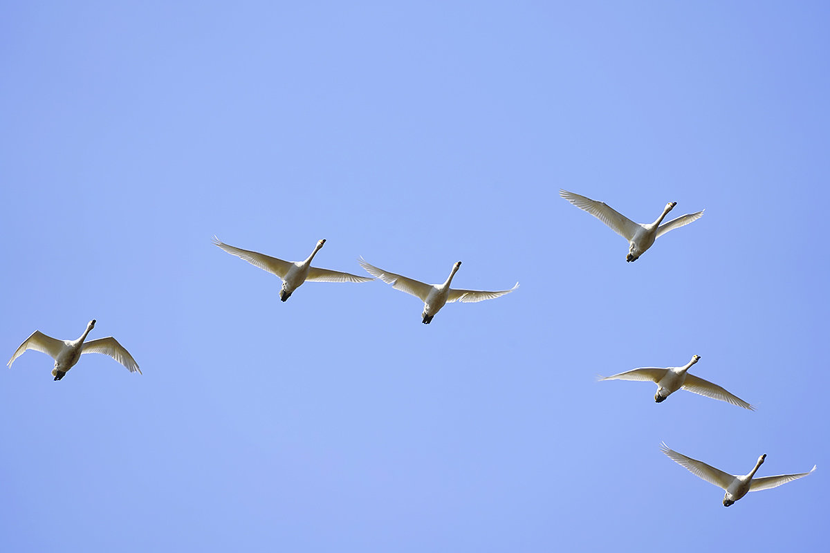 コハクチョウ　湖北　琵琶湖　Tundra swan