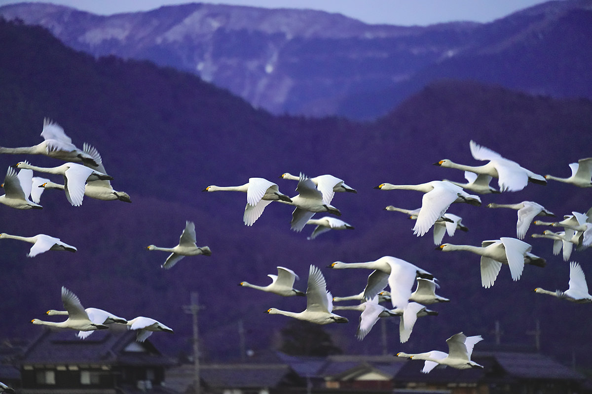 コハクチョウ　湖北　北帰行　Tundra swan