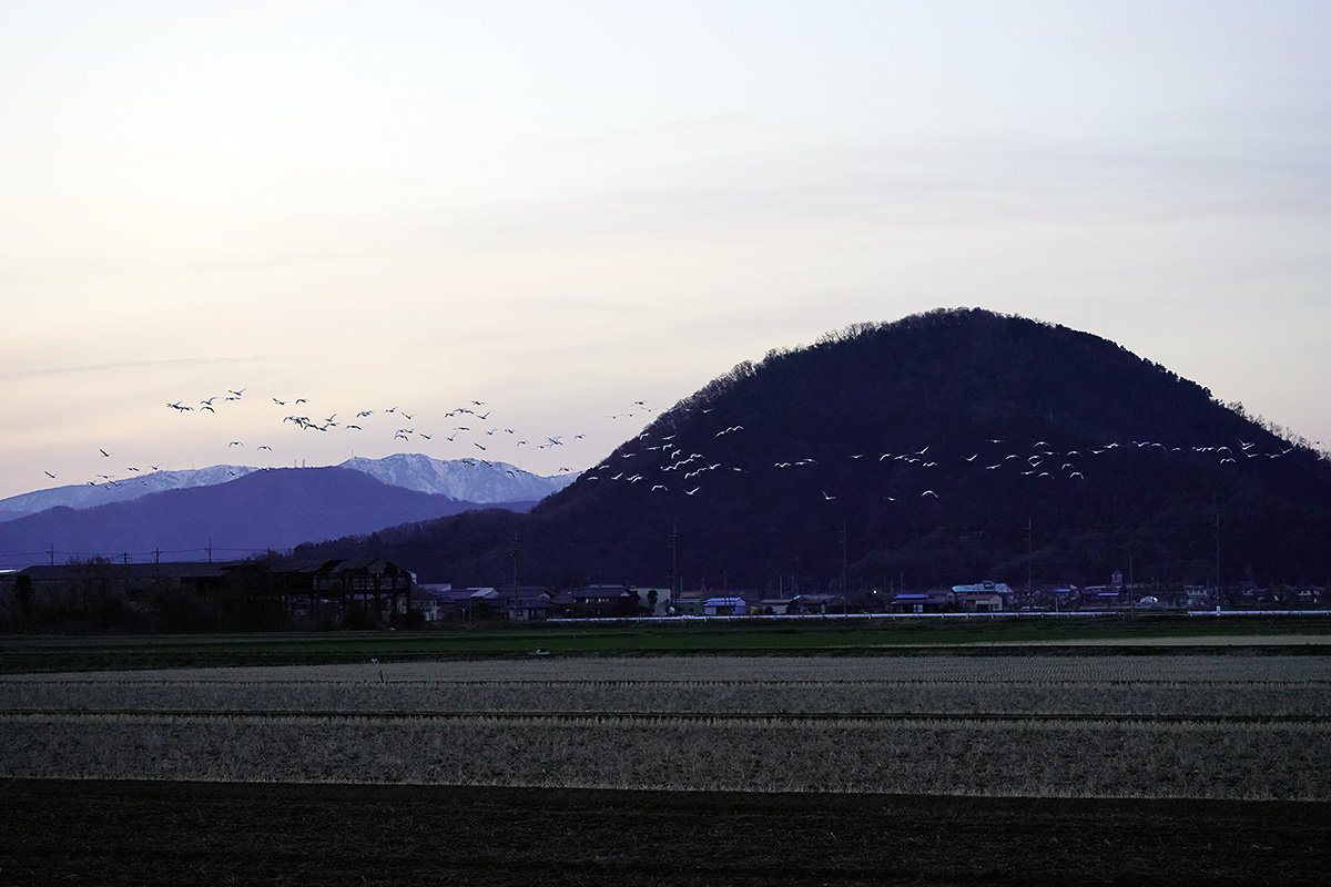 コハクチョウ　湖北　北帰行　Tundra swan