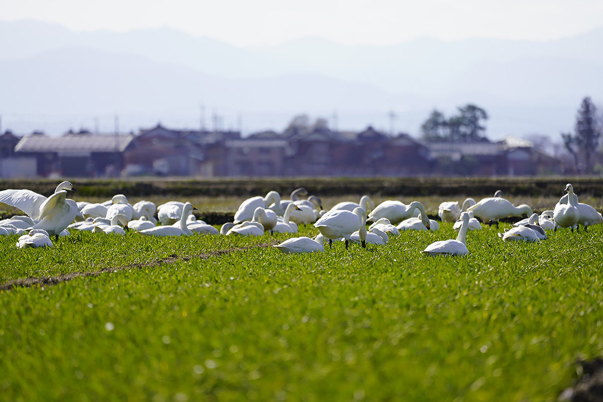 コハクチョウ　湖北　北帰行　Tundra swan