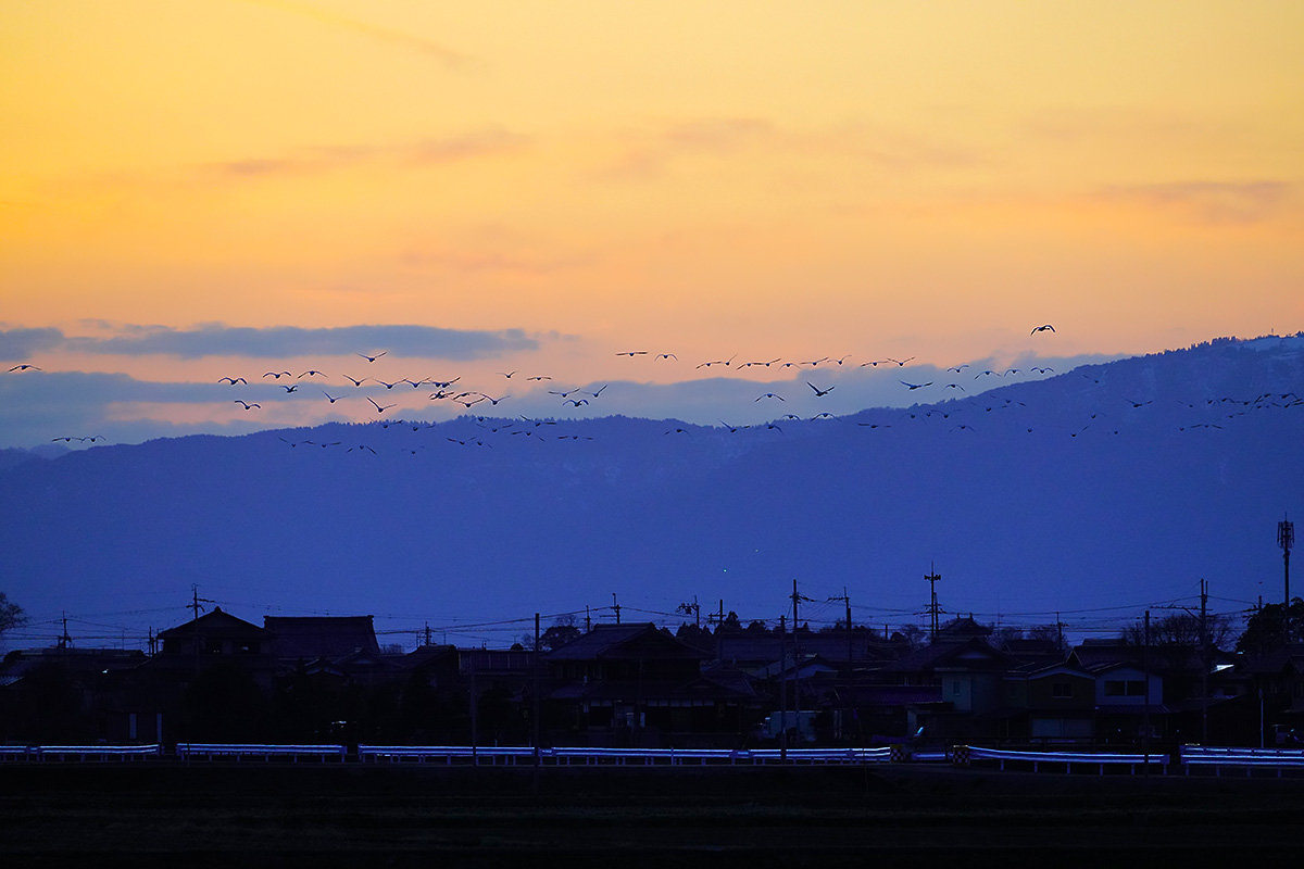 コハクチョウ　湖北　北帰行　Tundra swan