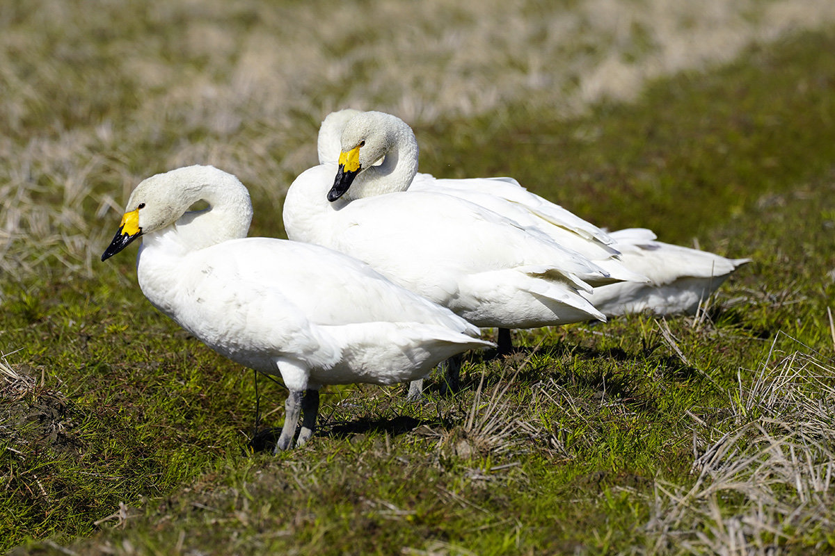 コハクチョウ　湖西　Tundra swan