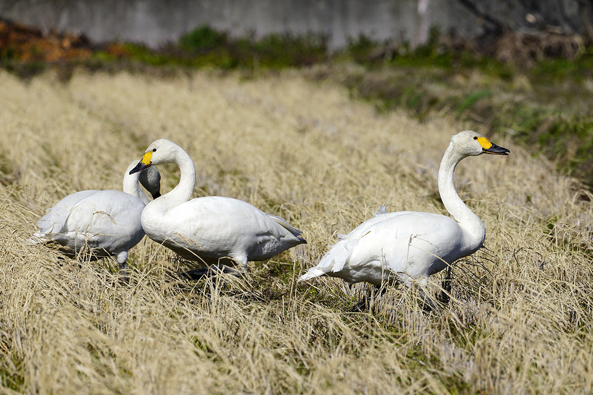 コハクチョウ　湖西　Tundra swan