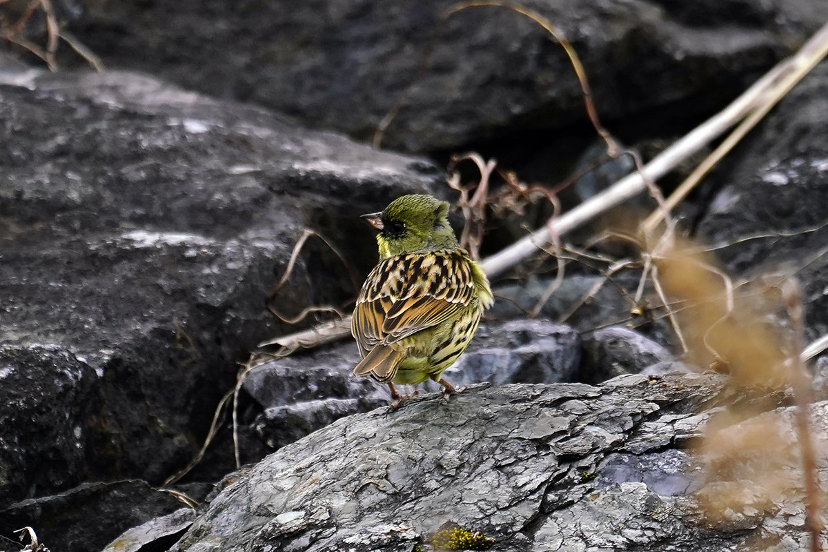 アオジ　Black-faced bunting