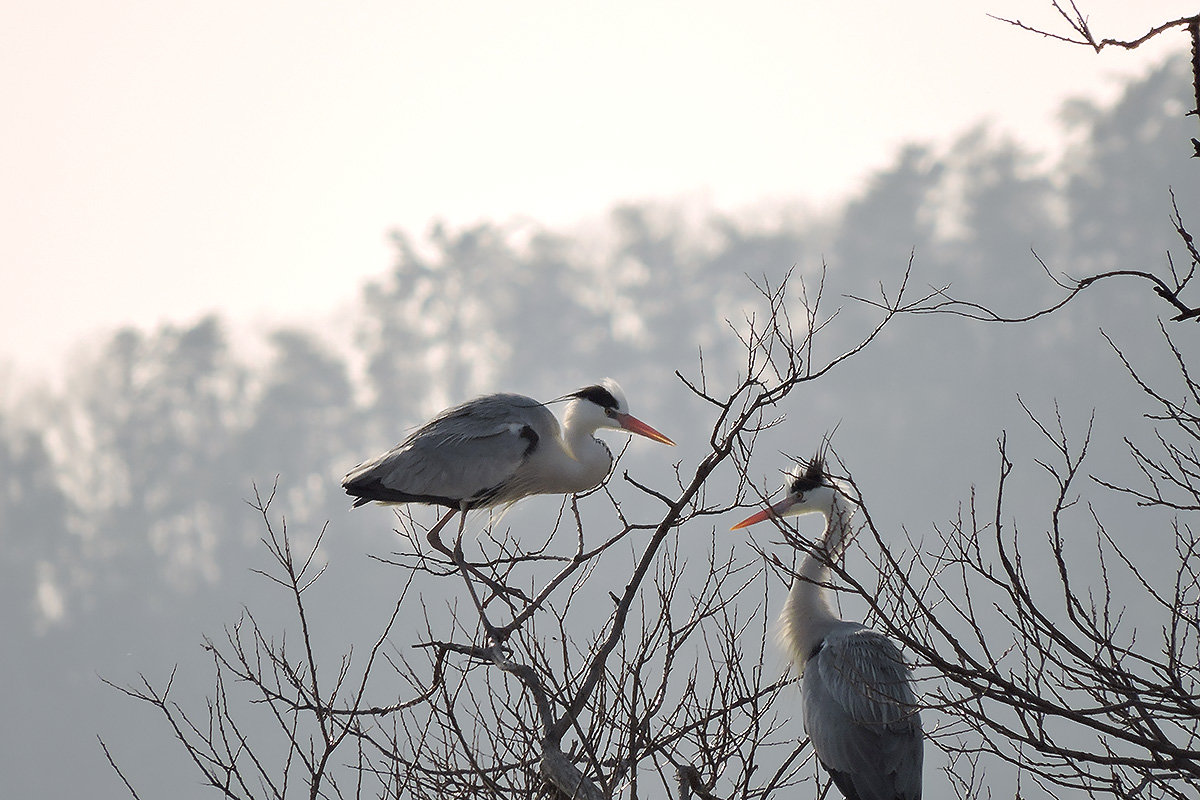 鷺　サギ　heron