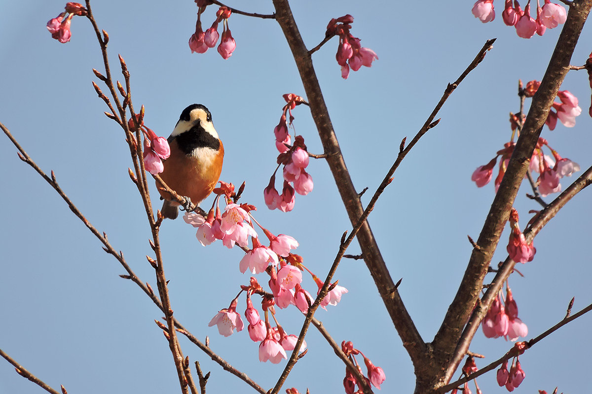 ヤマガラと桜