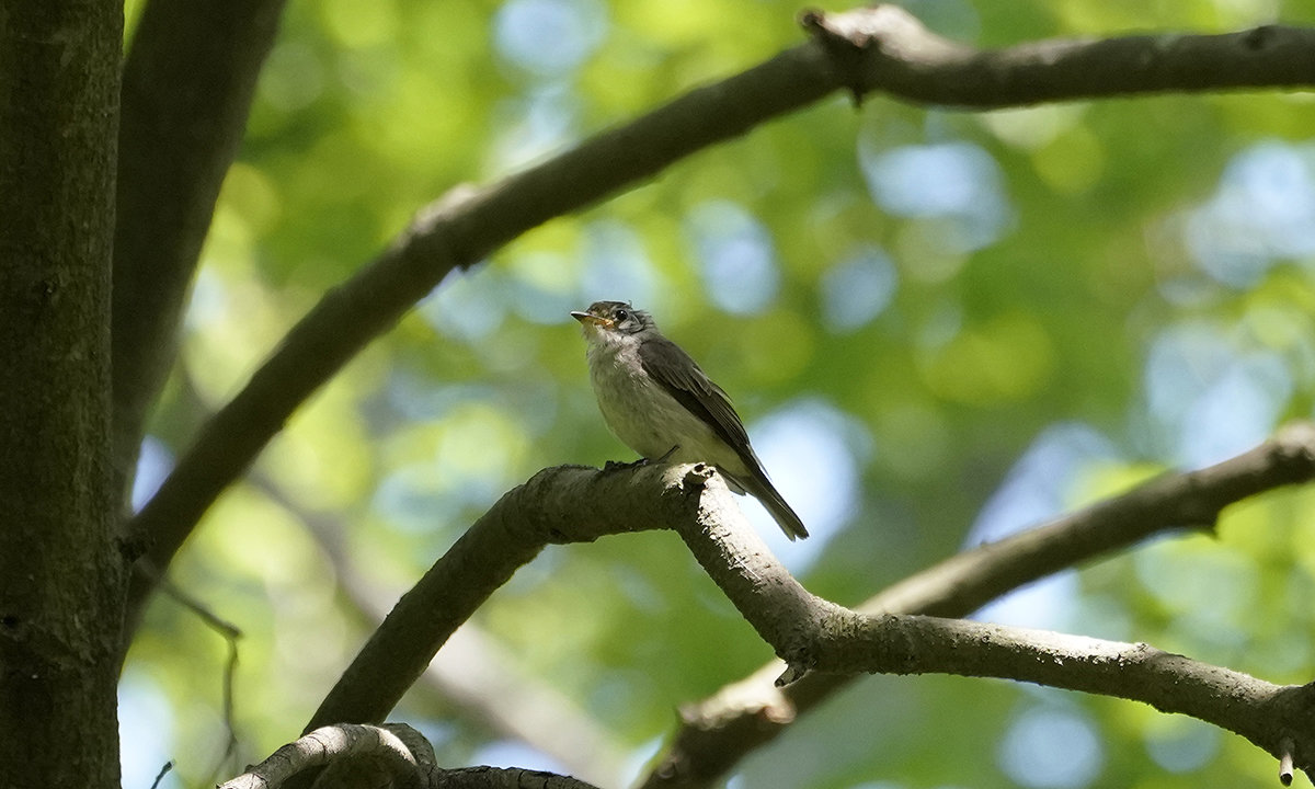 コサメビタキの幼鳥