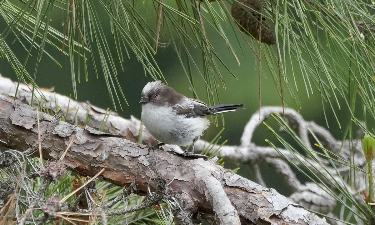 エナガの幼鳥