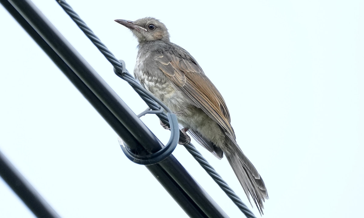 ヒヨドリ　幼鳥
