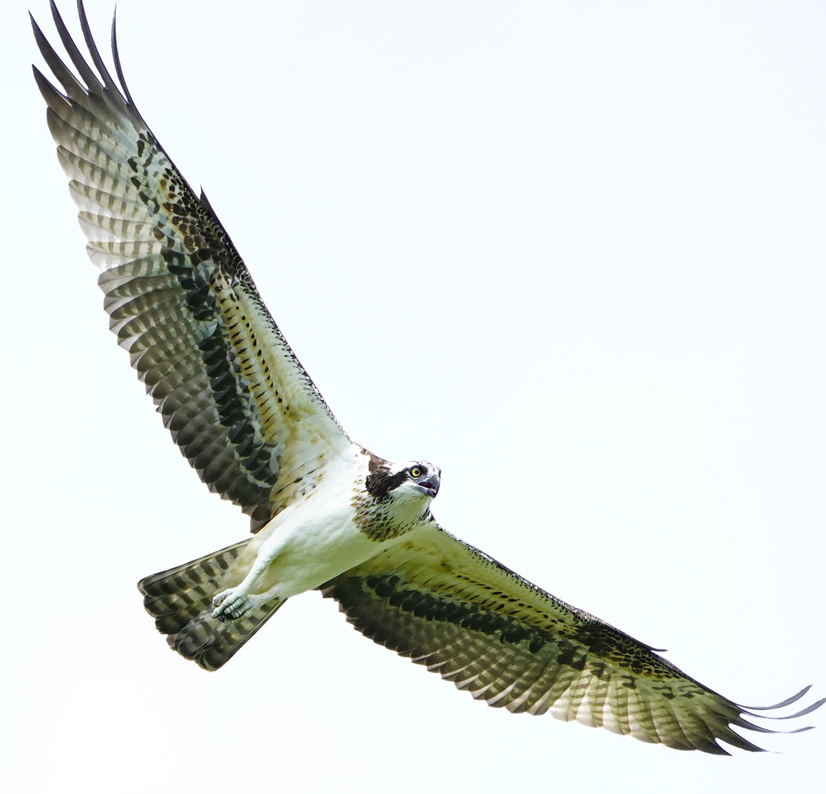 ミサゴ　Osprey