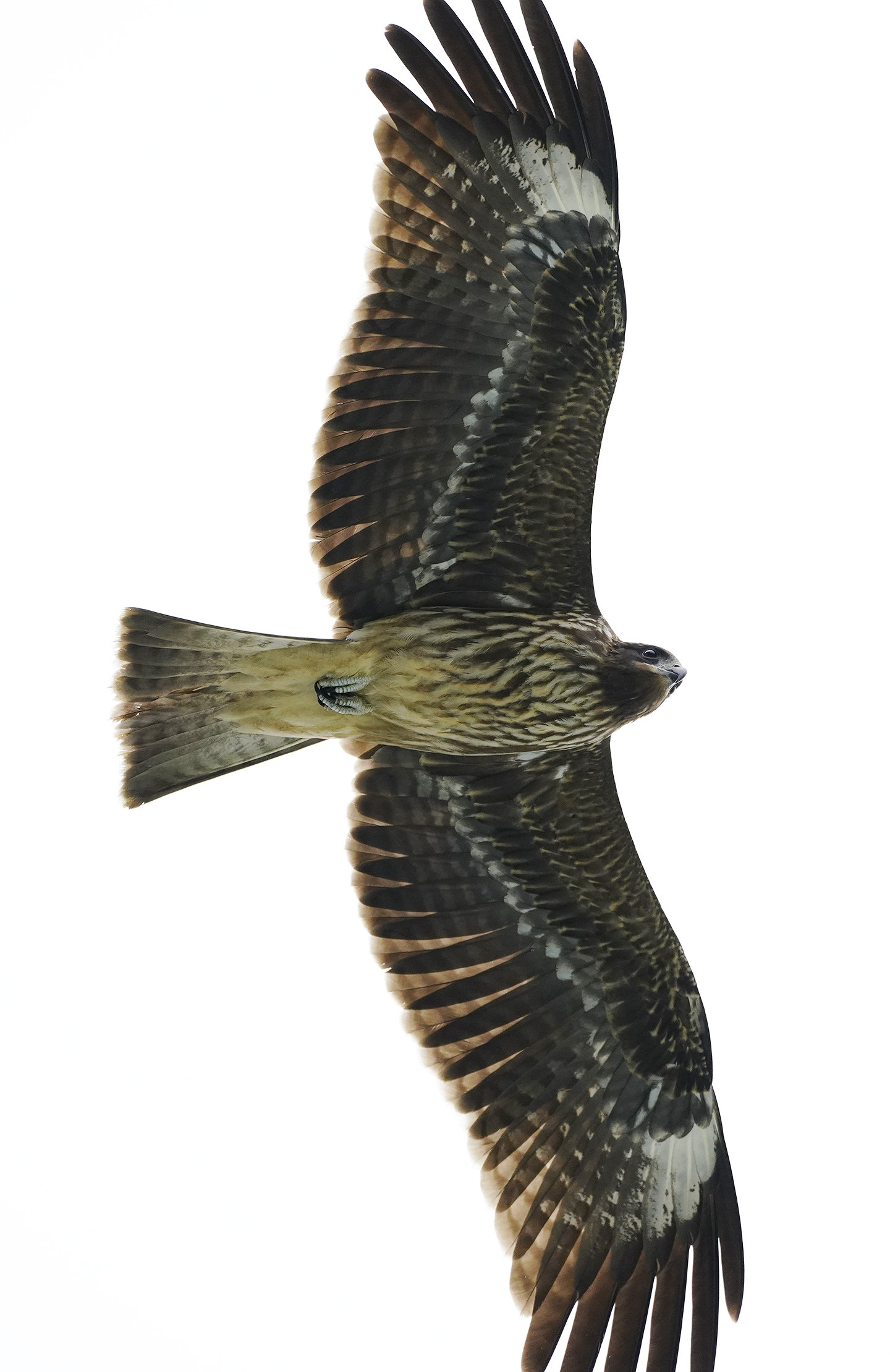 鳶