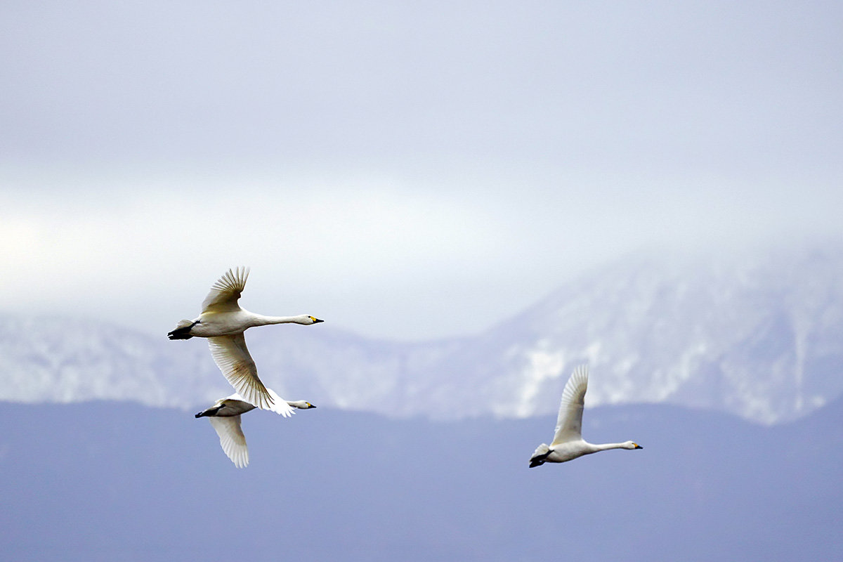 コハクチョウ 湖北 琵琶湖 Tundra swan