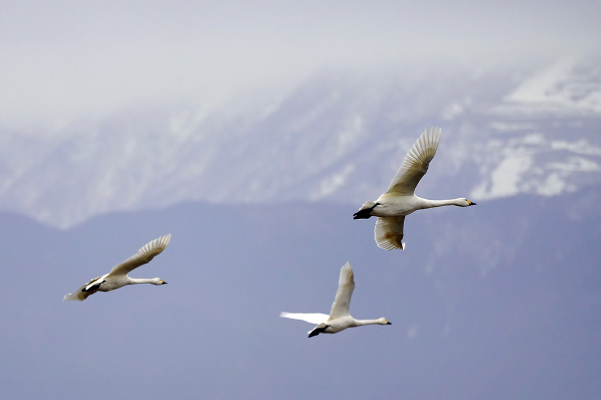コハクチョウ　湖北　琵琶湖　Tundra swan