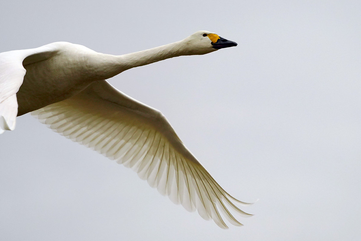 コハクチョウ　湖北　琵琶湖　Tundra swan