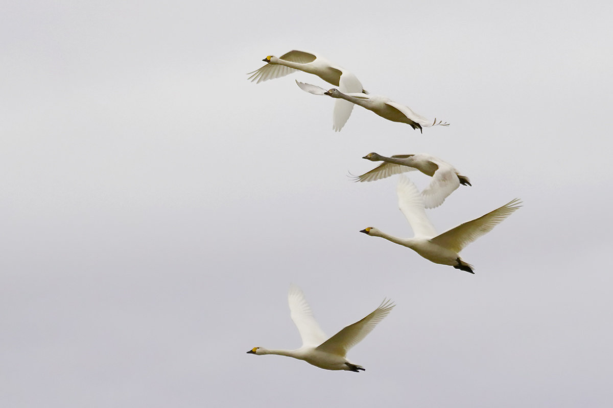 コハクチョウ　湖北　琵琶湖　Tundra swan