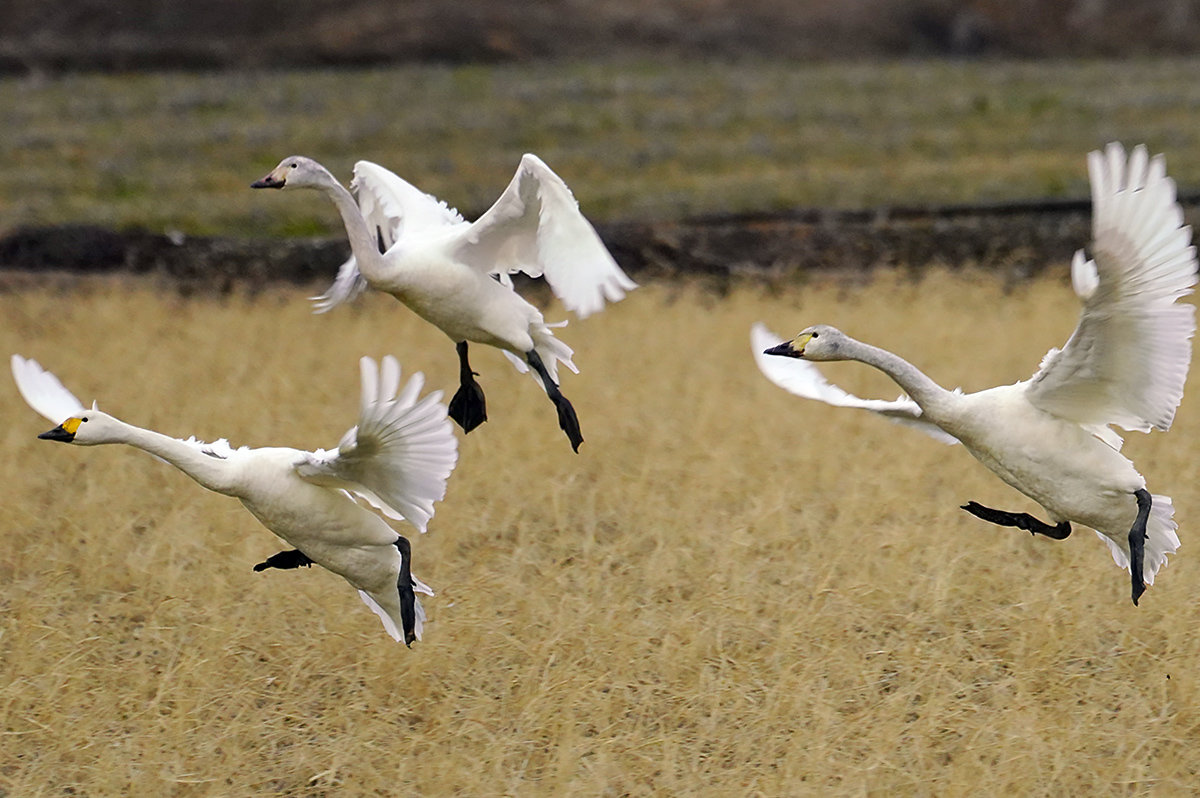 コハクチョウ　湖北　琵琶湖　Tundra swan