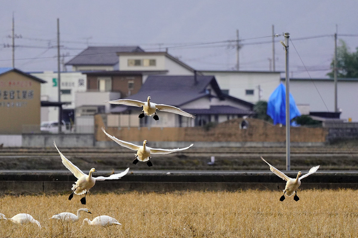 コハクチョウ　湖北　琵琶湖