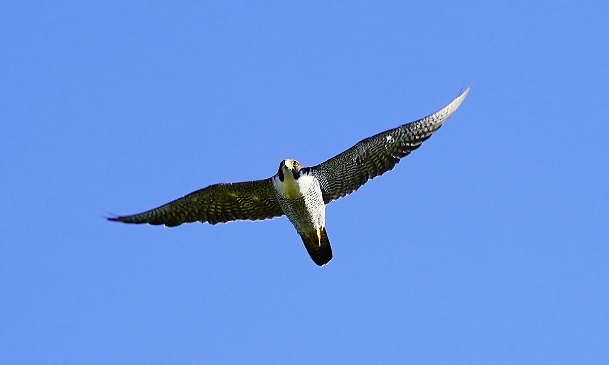 ハヤブサ ナイスルッキングガイ - 鳥撮り野鳥